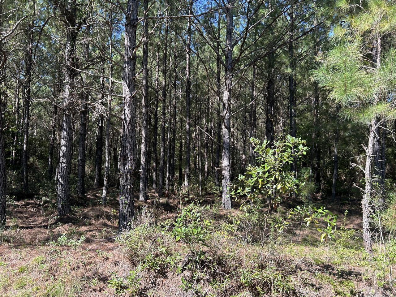 10 Red Oak Road Photo 8