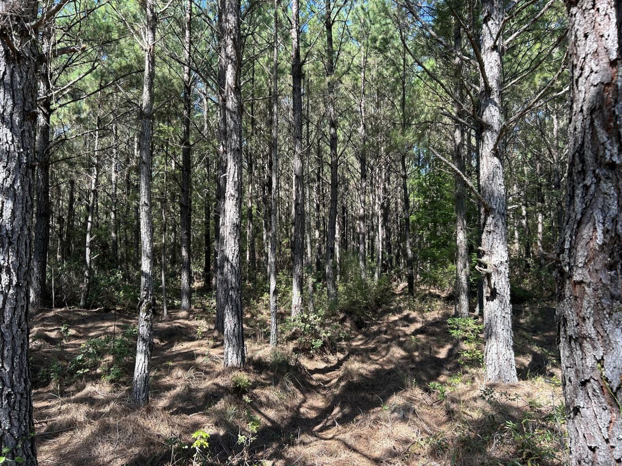 10 Red Oak Road Photo 9