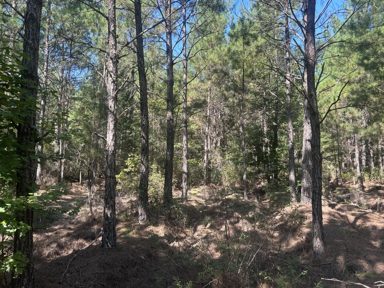 15 Red Oak Road Photo 11