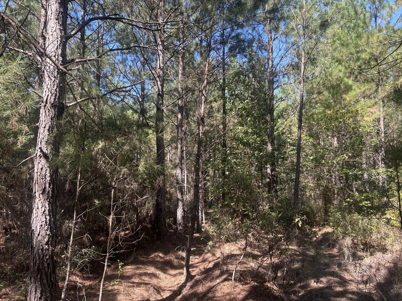 15 Red Oak Road Photo 13