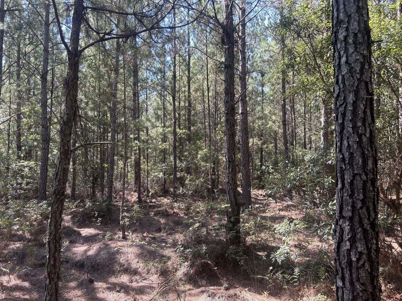 15 Red Oak Road Photo 14