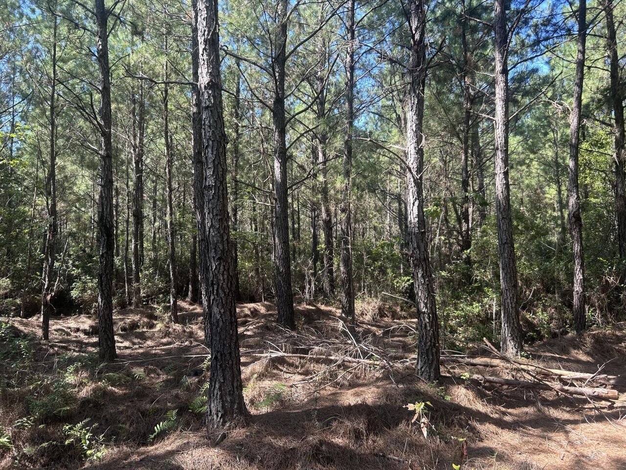 15 Red Oak Road Photo 15