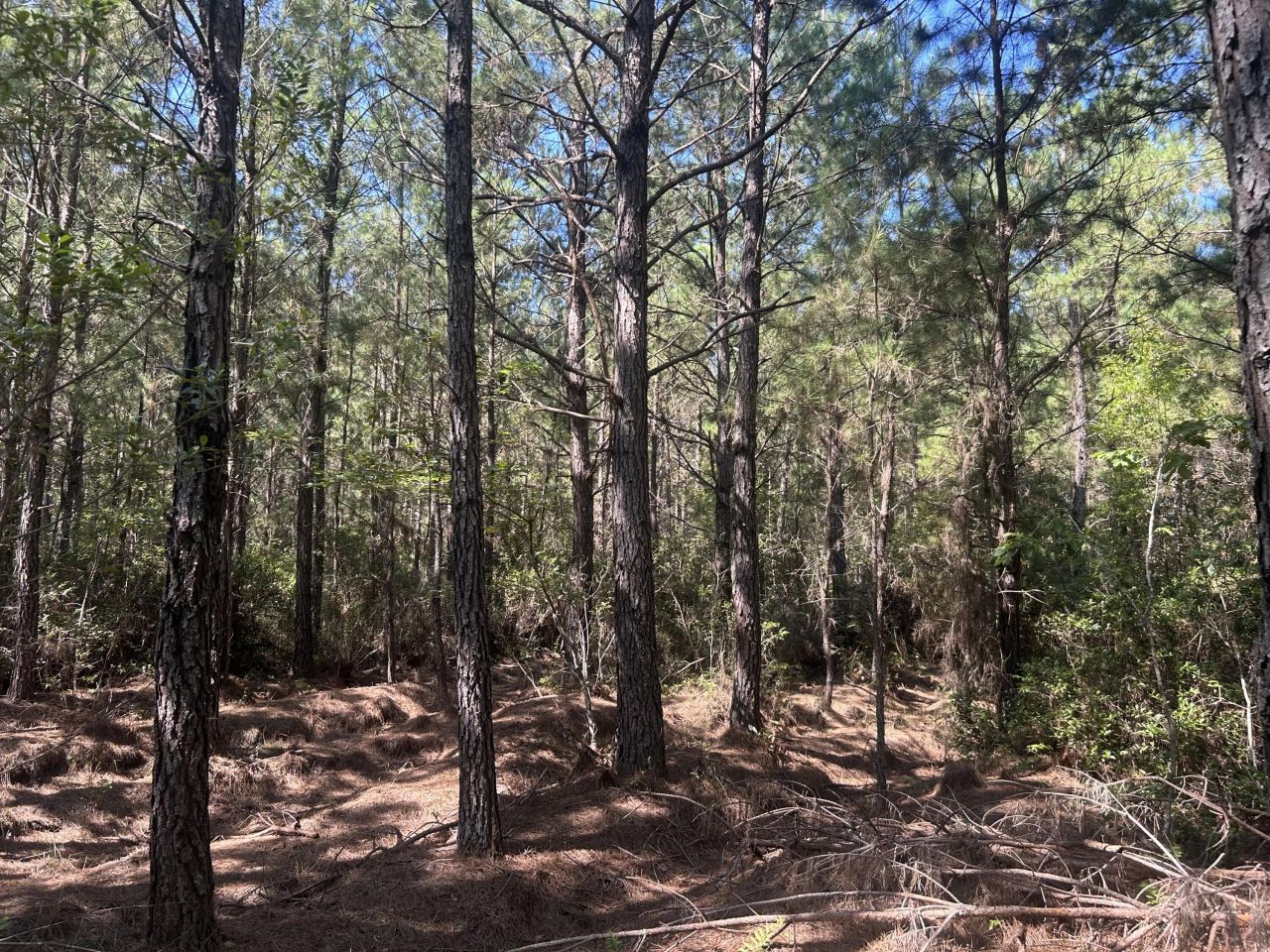 15 Red Oak Road Photo 16