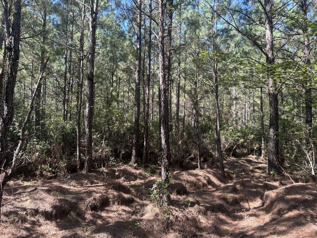 15 Red Oak Road Photo 17