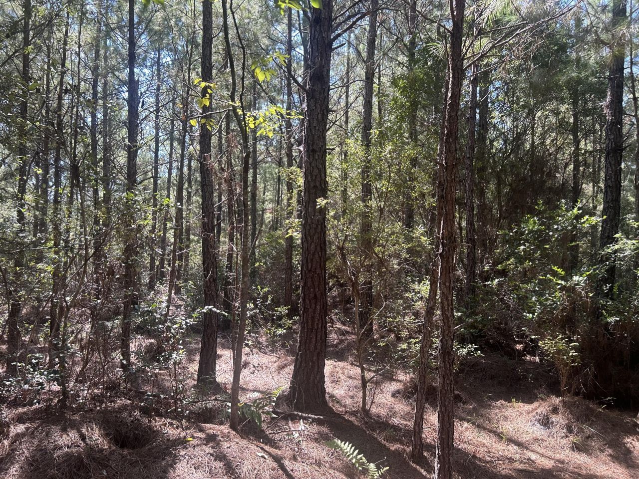 15 Red Oak Road Photo 18