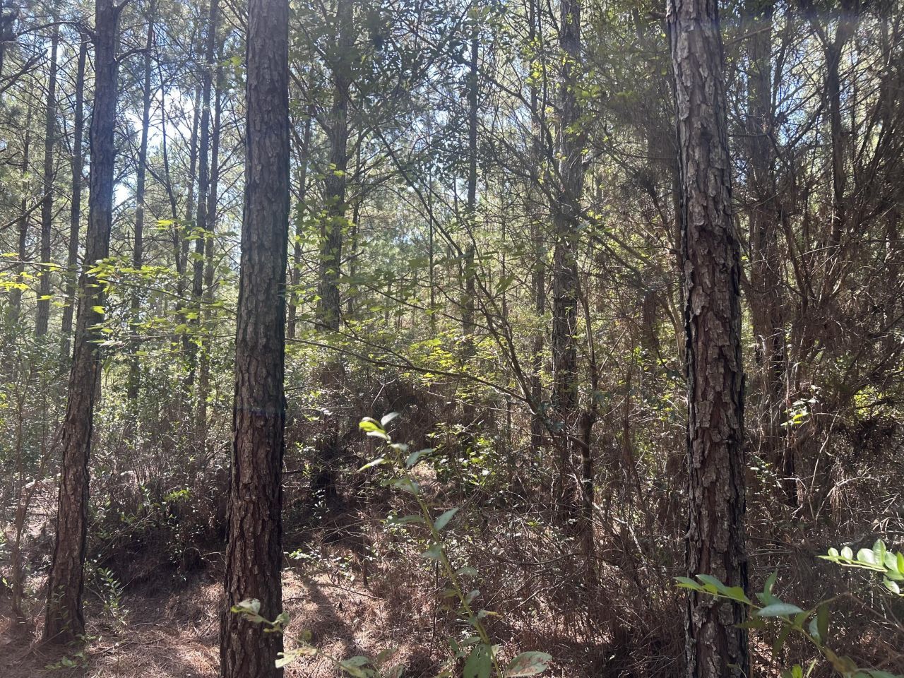 15 Red Oak Road Photo 19