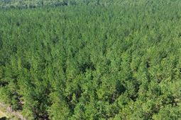 15 Red Oak Road photo 4