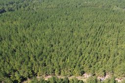 15 Red Oak Road photo 4