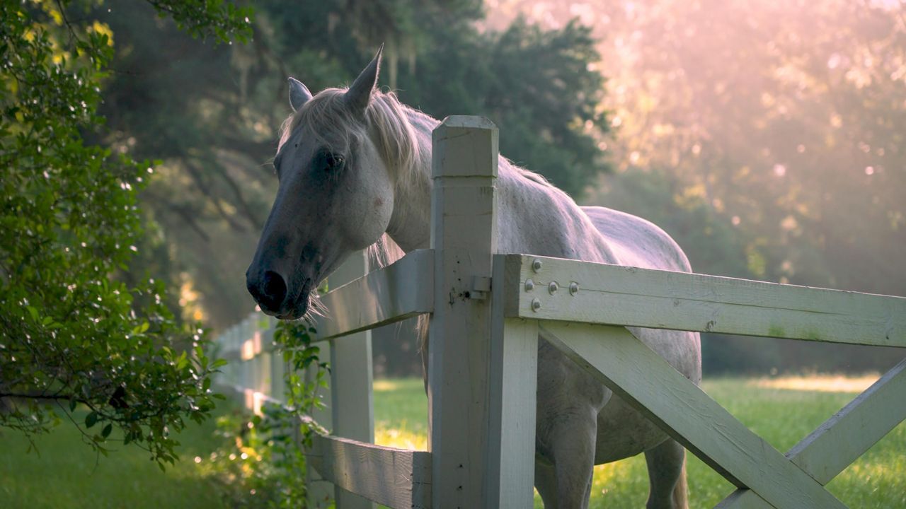 1185 Poco Sabo Lane Photo 48