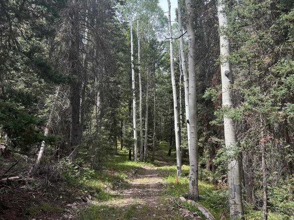 427 Juniper Drive , Cimarron, CO 81220