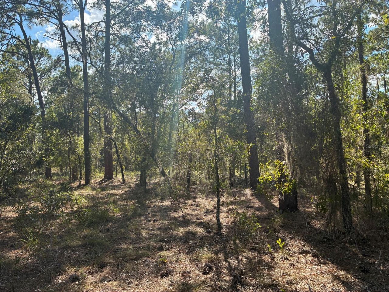 Redwing Road, Dunnellon, FL 34430 Photo