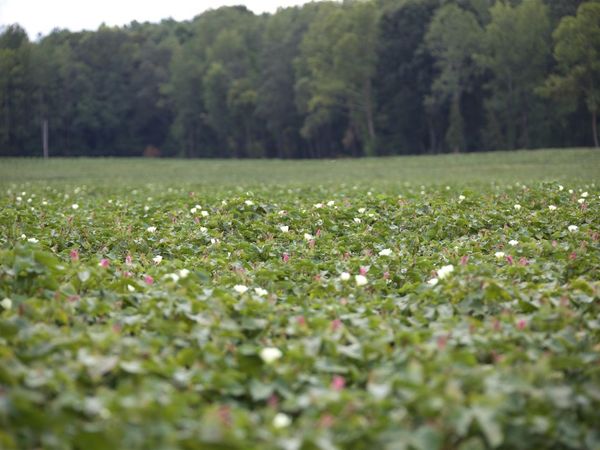 23500 TENNESSEE 125 HWY, Bolivar, TN 38068