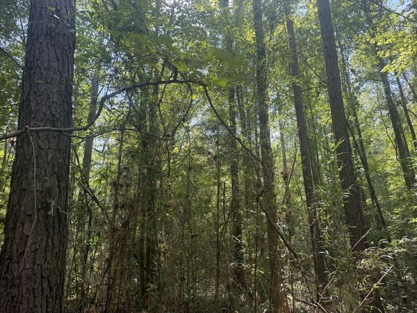 Hatcher Rd, Maben, MS 39750