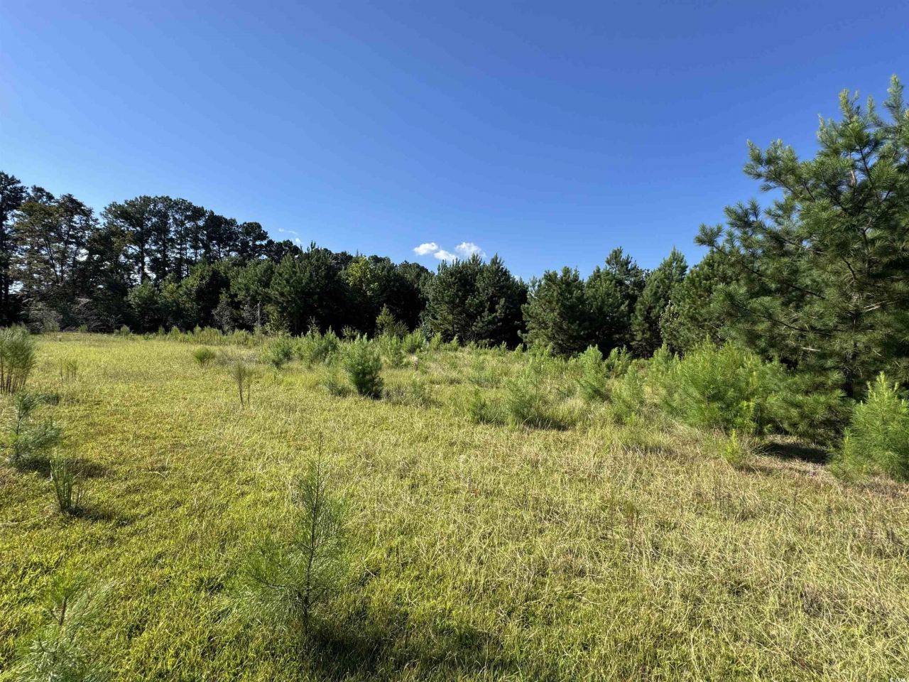 1212 Nursery Rd. Photo 11