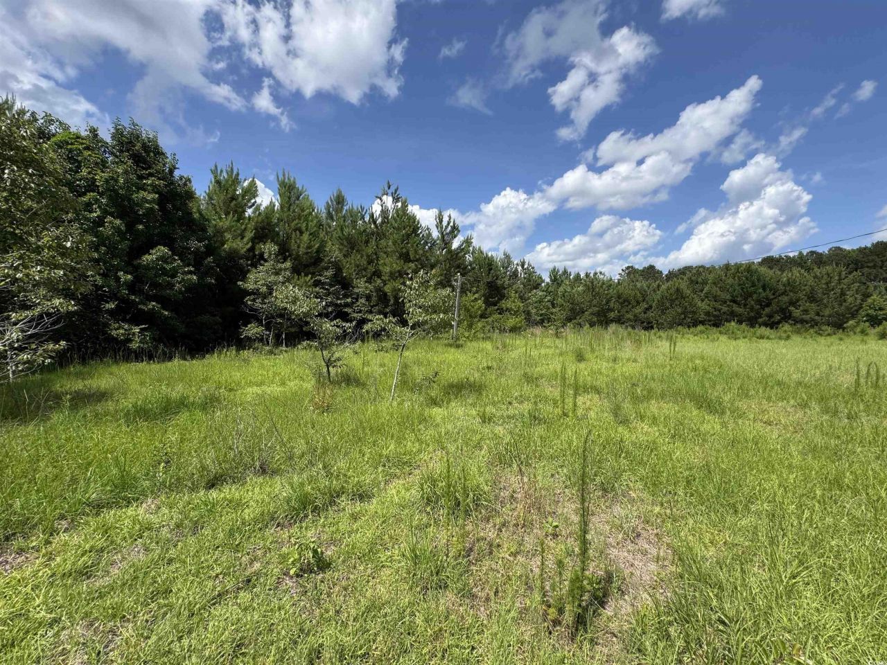 1212 Nursery Rd. Photo 4