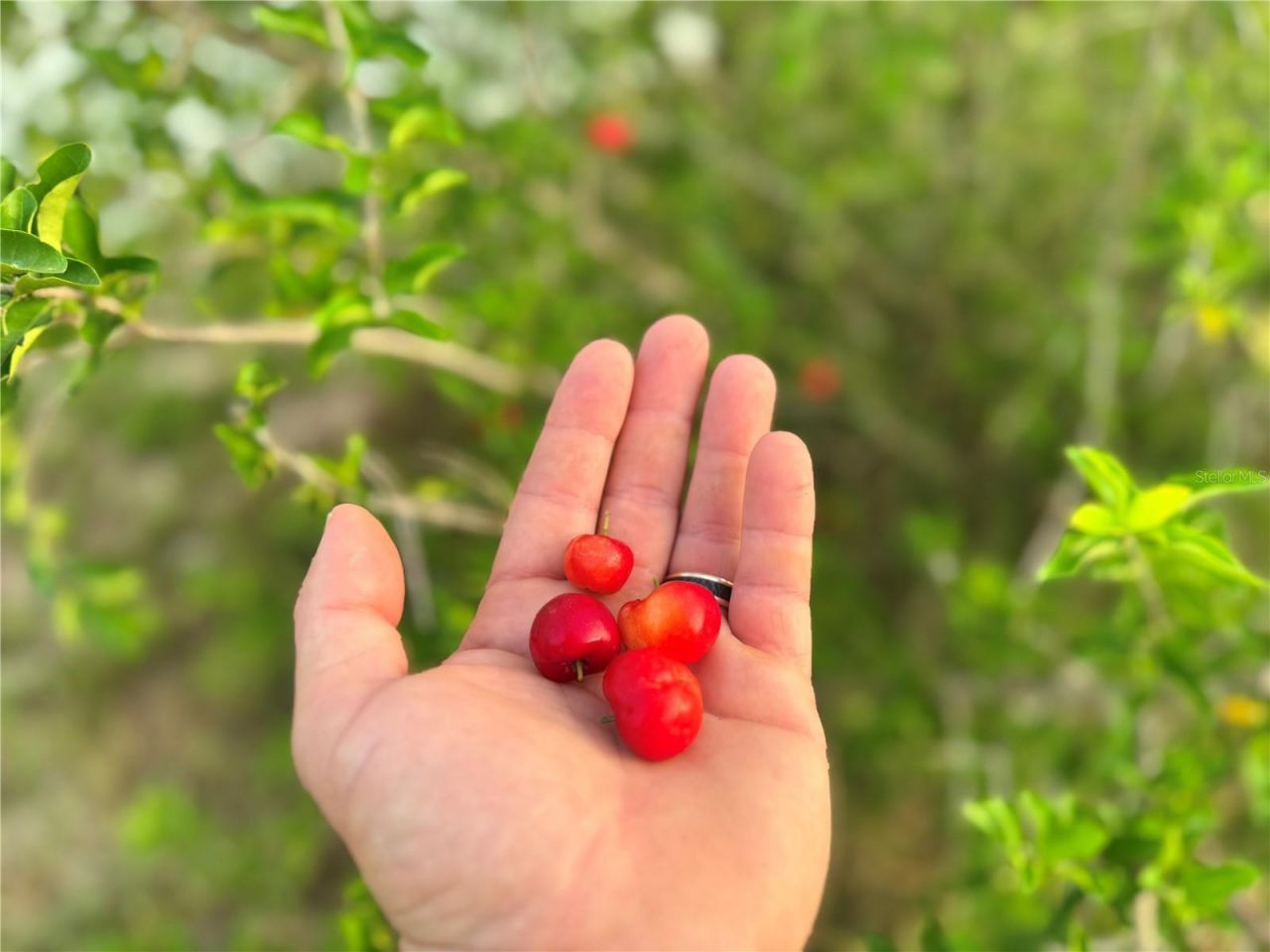 713 Sultenfuss Road, Babson Park, FL 33827 Photo