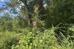 000 Beason Road photo 4