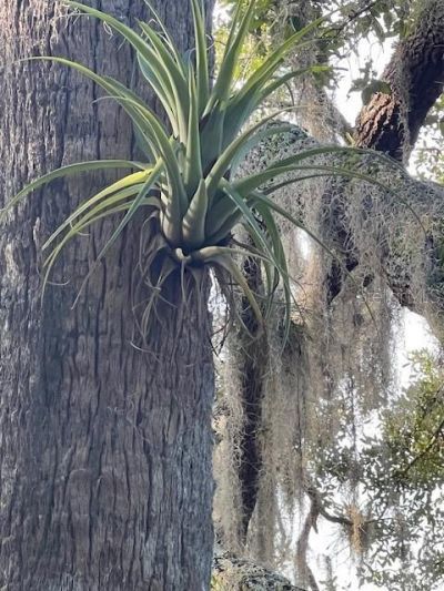 1117 Piney Woods Trail, Osteen, FL 32764 Photo