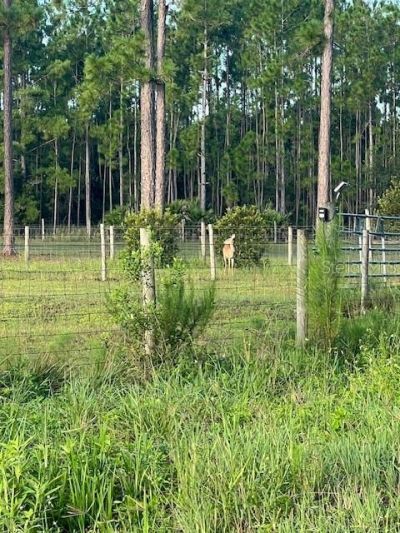 1117 Piney Woods Trail, Osteen, FL 32764 Photo