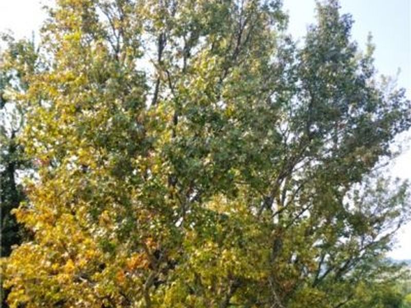 61900 Fairview Road, Barnesville, OH 43713 Photo 33