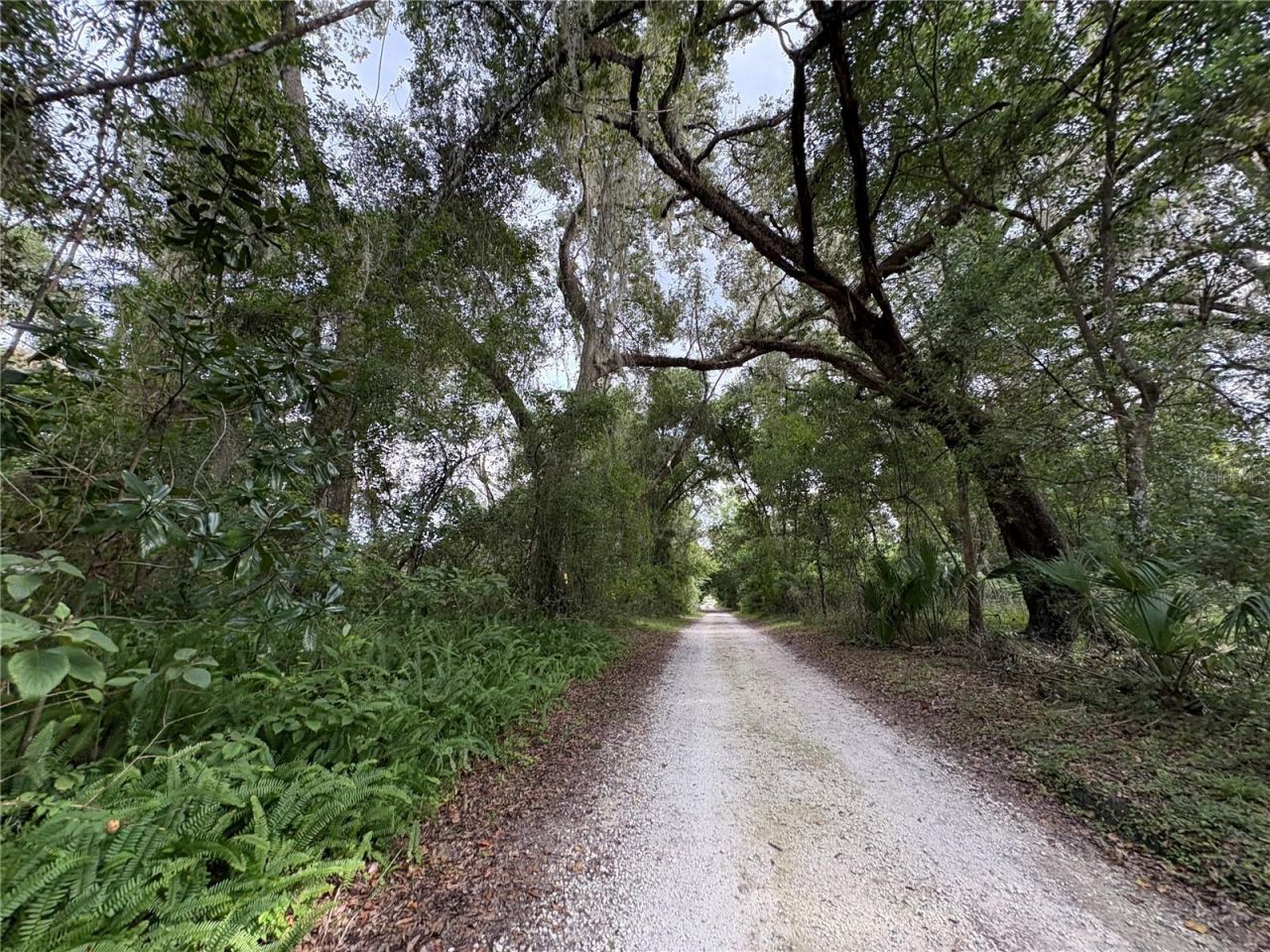 Lucilles Shady Lane, Nobleton, FL 34661 Photo