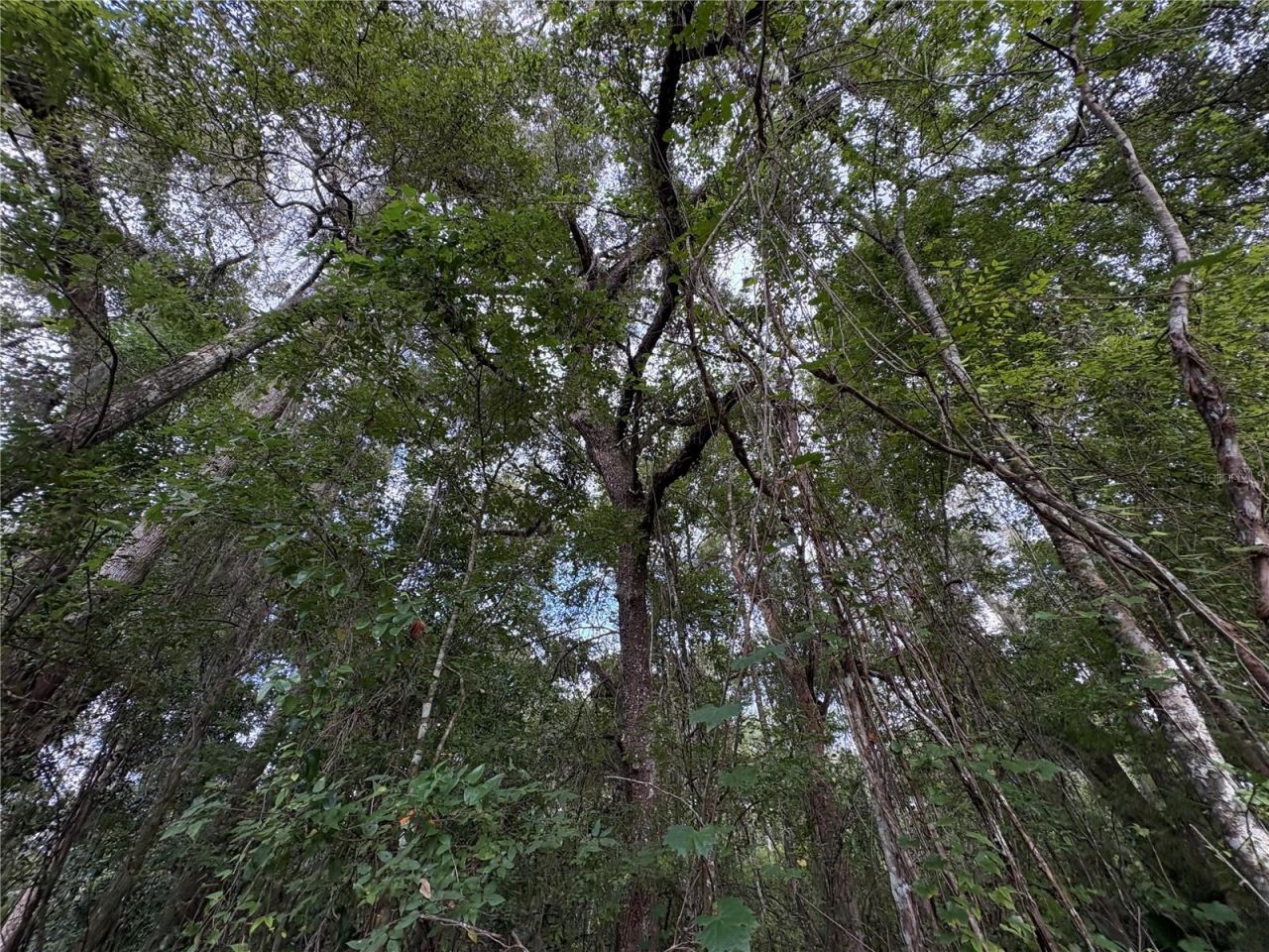 Lucilles Shady Lane, Nobleton, FL 34661 Photo