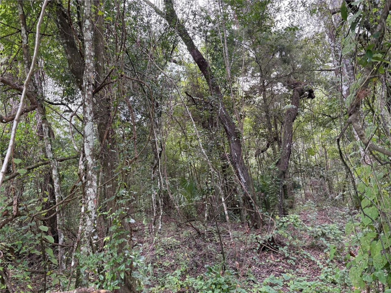 Lucilles Shady Lane, Nobleton, FL 34661 Photo