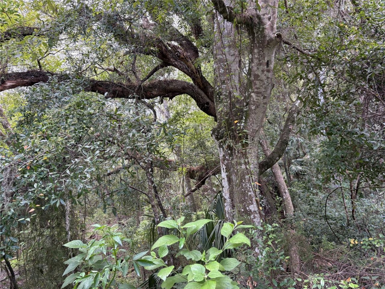 Lucilles Shady Lane, Nobleton, FL 34661 Photo