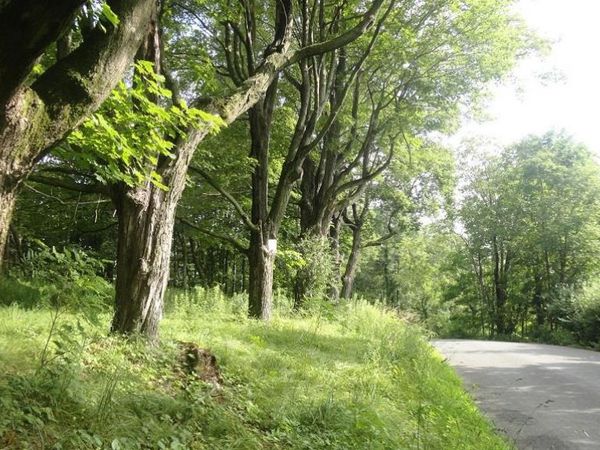 Henry Road, Cragsmoor, NY 12420