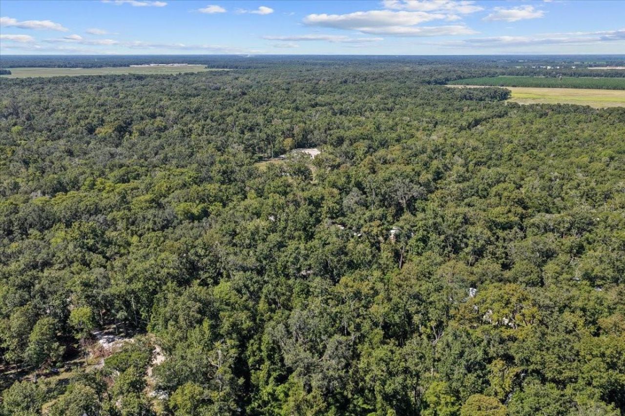 4135 290th Terrace, Branford, FL 32008 Photo