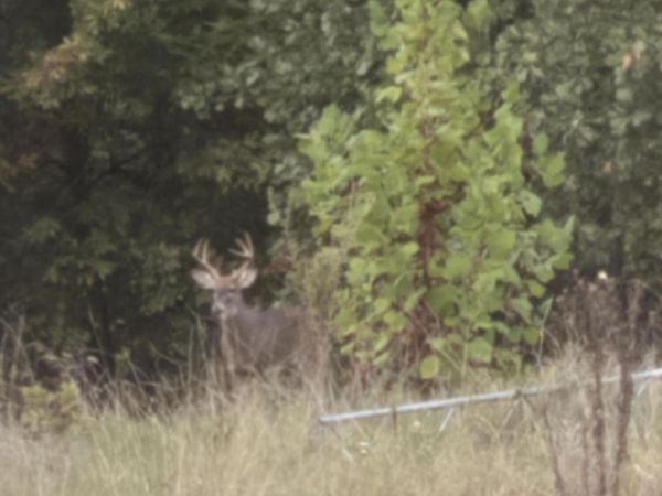 11 Wilderness Trail, Tunas, MO 65764