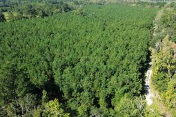 0 Lowcountry Highway photo 4