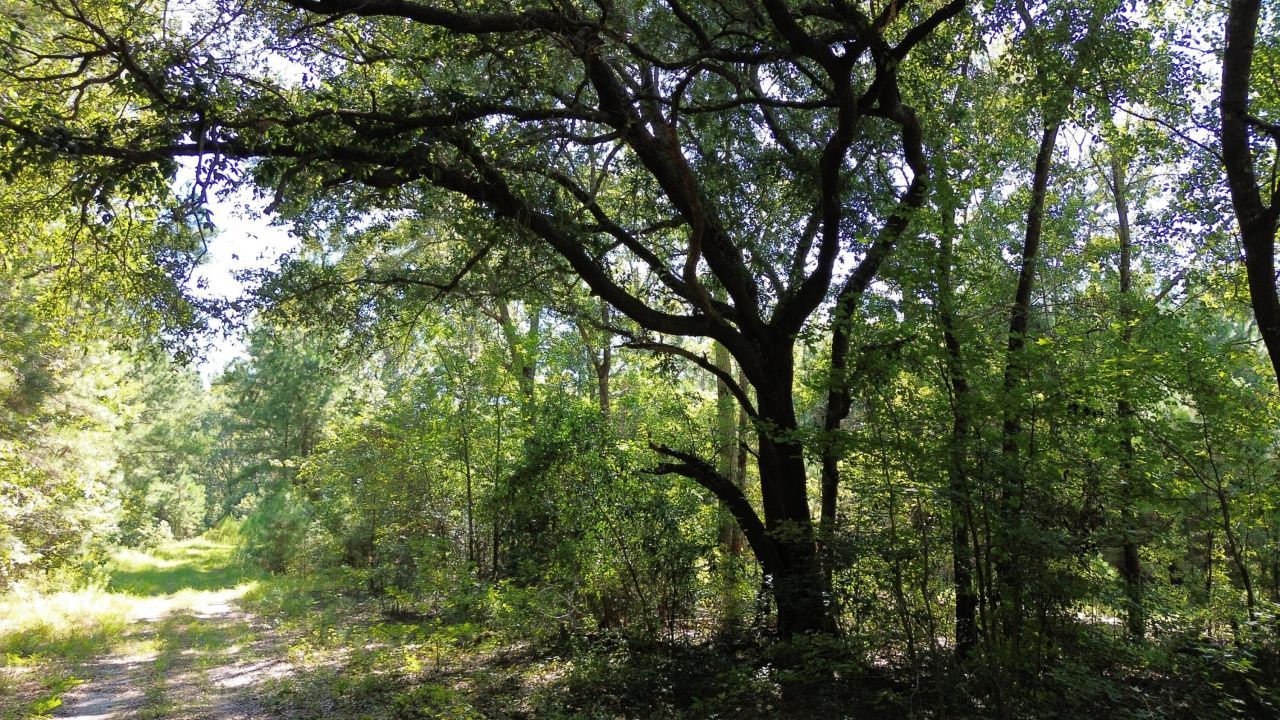 0 Lowcountry Highway Photo 4