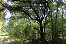 0 Lowcountry Highway photo 4