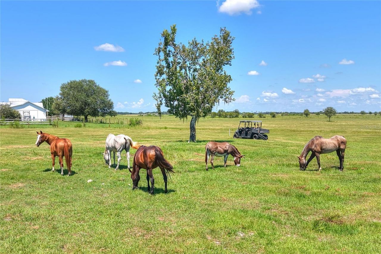 Nw Limestone Heights Street, Arcadia, FL 34266 Photo