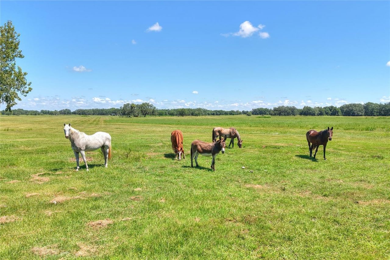 Nw Limestone Heights Street, Arcadia, FL 34266 Photo