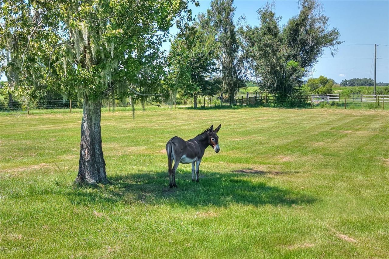 Nw Limestone Heights Street, Arcadia, FL 34266 Photo