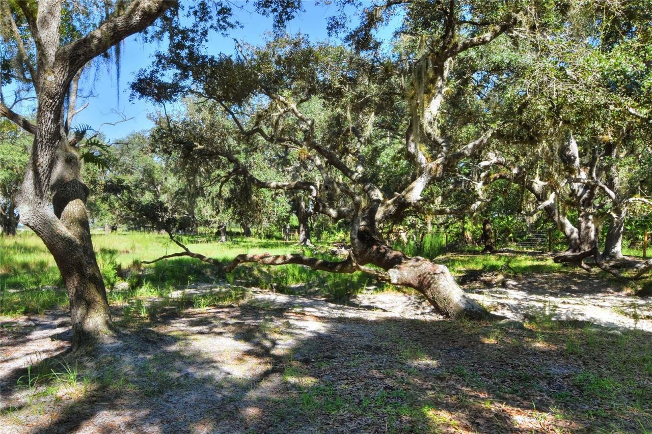 Nw Limestone Heights Street, Arcadia, FL 34266 Photo