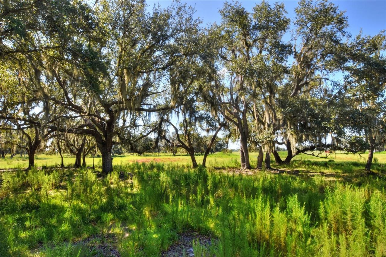 Nw Limestone Heights Street, Arcadia, FL 34266 Photo