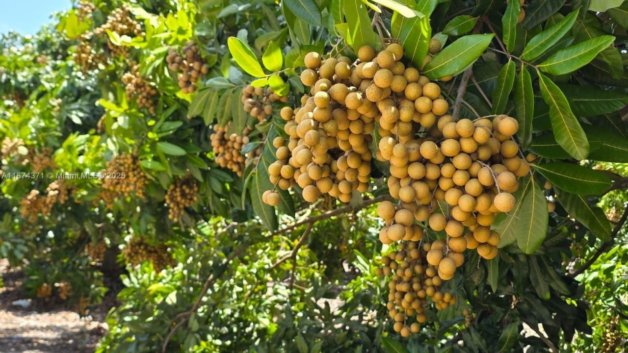 20970 SW 296 St., Homestead, FL 33030 Photo