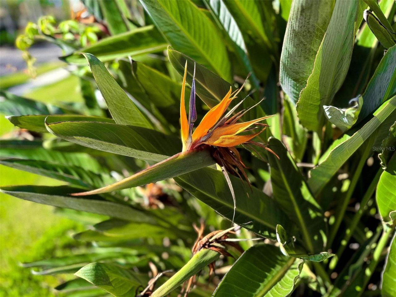 8204 Waterview Boulevard, Lakewood Ranch, FL 34202 Photo