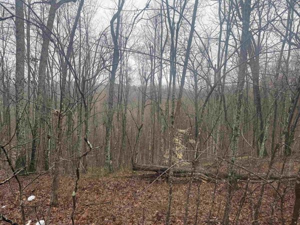 91 Acres Land Cains Creek Road, Blaine, KY 41124