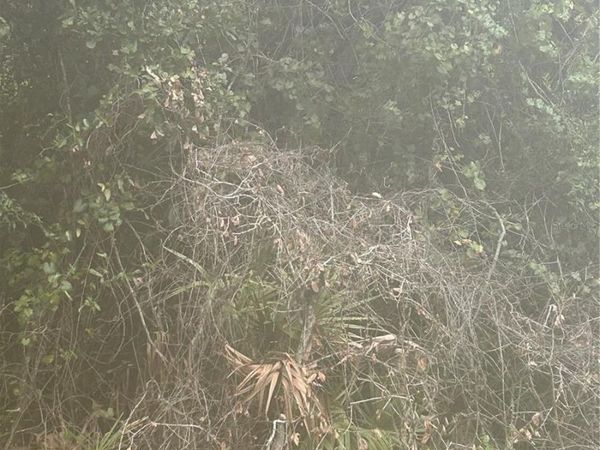 SE 105 PLACE, OCKLAWAHA, FL 32179