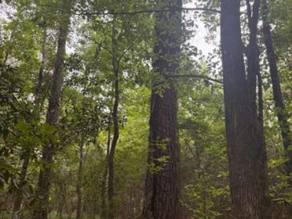 0 PT MILLIGAN Road, Quincy, FL 32352