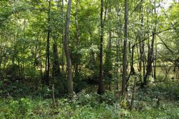 0 Fivel Road photo 4