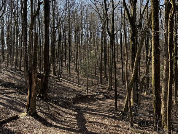 6180 Burnt Mountain Road, Ellijay, GA 30536