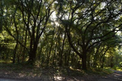 139 Earnestine Drive Photo 2