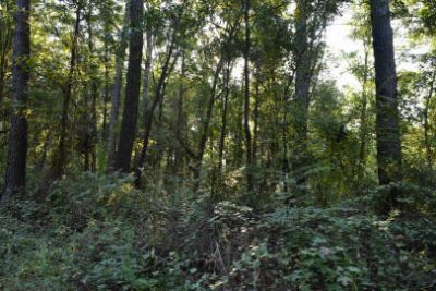 139 Earnestine Drive Photo 3