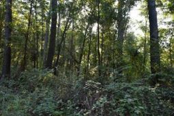 139 Earnestine Drive photo 4