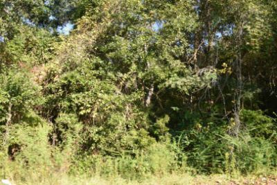 139 Earnestine Drive Photo 4